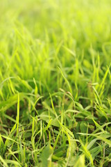 Lush grass with texture for backdrop. Green lawn pattern and texture background. Freshness close-up.