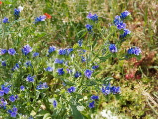 Echium vulgare | Vipérine commune ou vipérine vulgaire au feuillage lancéolé et velu et aux cymes de fleurs bleu vif en cloche avec de longues étamines rouge et jaune