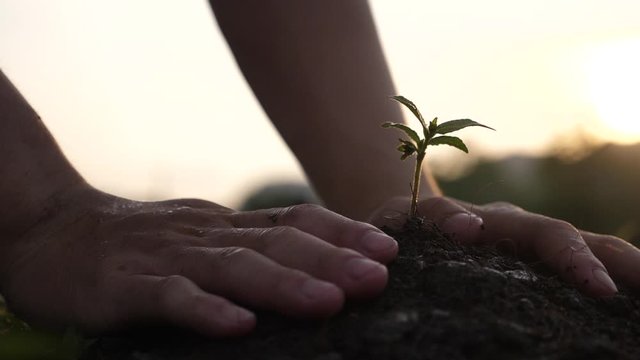 Hands Planting Young Tree Top View
