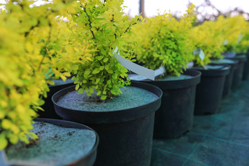 Fototapeta na wymiar Garden shop. A row of barberry trees in pots offered for sale