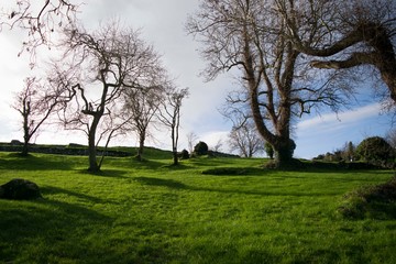 trees in the field