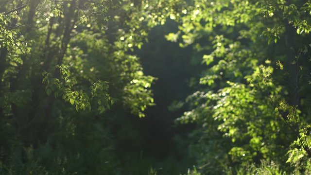 Beautiful nature green sunny background of blurry sunrise forest and defocused round particles of pollen flying slowly all around air in early peaceful morning. Shallow depth of field 4k video.