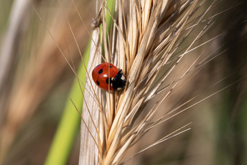 ladybug in a wheat field © IVAN