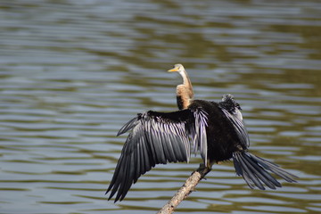 pelican in flight