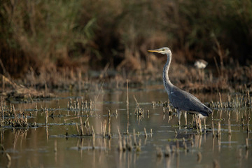 Grey Heron in its habitat at Asker marsh, Bahrain