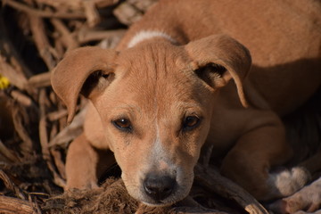 beagle puppy in the grass