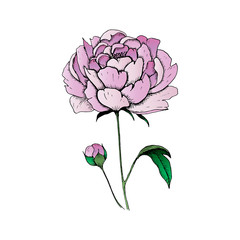 Peony. Single hand-drawn pink flower peony, isolated on white background. Vector illustration.