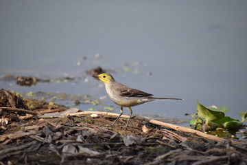 a small bird on the beach