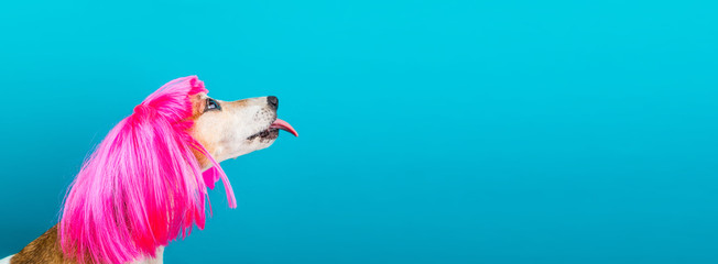 A lovely funny dog pet in bright pink wig with tongue out licking. Blue background. Fashion and fun...