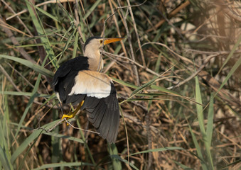 Little Bittern perched on bush at Asker marsh, Bahrain