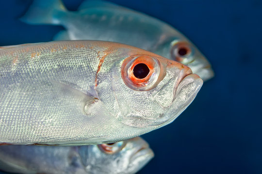 A school of silvery fish with reddish-black and large red eyes on a background of blue water.
