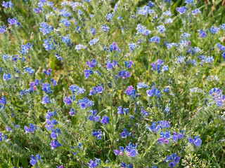 Echium vulgare | Vipérine commune ou vipérine vulgaire