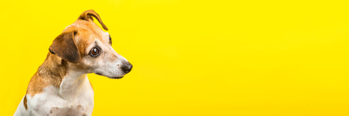 attentive curious wondering asking emotion expression dog muzzle on yellow background. Funny bright...