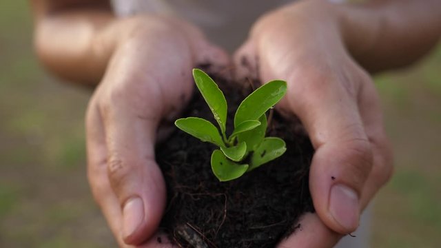 Hands Holding A Young Plant 
