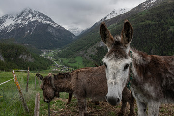 A group of donkeys graze in the Alpine meadows.