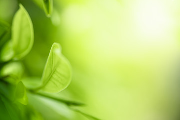 Closeup beautiful view of nature green leaves on blurred greenery tree background with sunlight in public garden park. It is landscape ecology and copy space for wallpaper and backdrop.