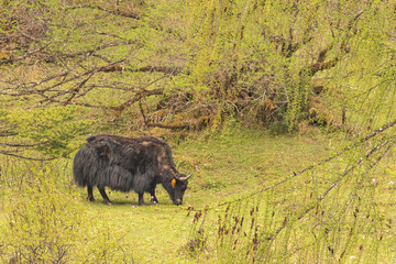 photos of long haired brown and black yak found in the higher reaches and regions  of the Himalayas and the Tibetan plateaus.