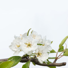 Naklejka na ściany i meble Blooming apple tree branch. Apple tree flowers. Flowering apple trees in early spring.