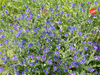 Echium vulgare | Vipérine commune à inflorescence bleu vif