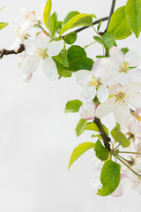 Obraz premium Blooming apple tree branch. Apple tree flowers. Flowering apple trees in early spring.