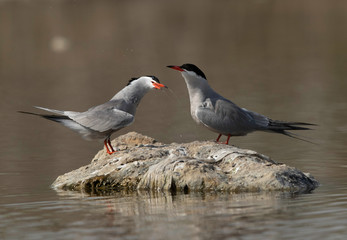 White-cheeked Tern shaking head infron of  his mate at Asker marsh, Bahrain