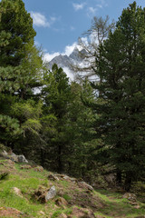 Forest in the Alps in the clouds.