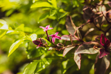 Dark Pink flower of Caricature Plant