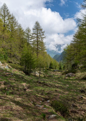 Fototapeta na wymiar Forest in the Alps in the clouds.