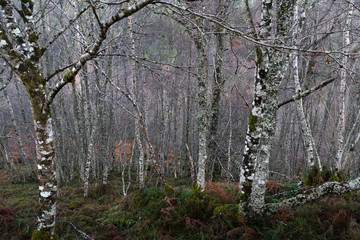 Close-up View of Dense Silver Birch Forest With Thick Green and Orange Moss and Fern Floor