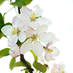 Blooming apple tree branch. Apple tree flowers. Flowering apple trees in early spring.