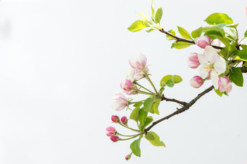 Fototapeta na wymiar Blooming apple tree branch. Apple tree flowers. Flowering apple trees in early spring.