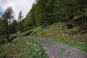 Fototapeta premium Road in the forest in the Alps in the clouds.