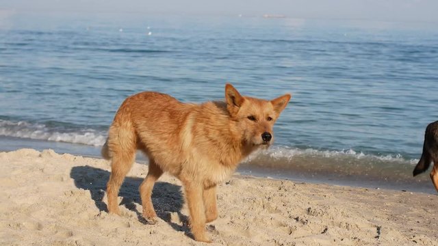 Beautiful red-haired dingo dog walks along the beach. Sea blue and sunny day dog
