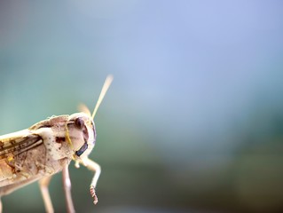 grasshopper on a leaf