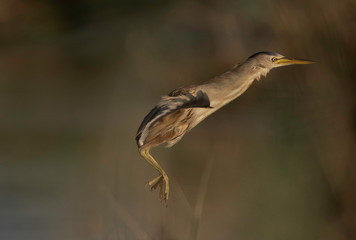 Little Bittern in flight at Asker marsh, Bahrain