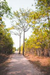 Fototapeta na wymiar Pine trees that grow on Phu Kradueng National Park, Thailand