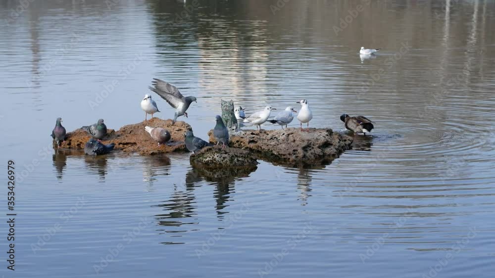 Poster Birds on a pond sitting on a stone ducks, seagulls and pigeons