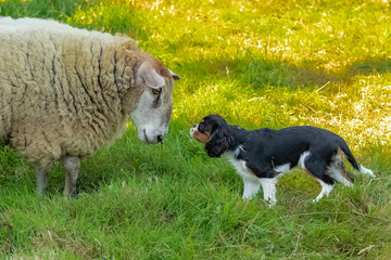 a sheep and a small dog face to face and look at each other
