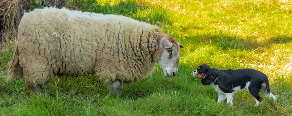 a sheep and a small dog face to face and look at each other
