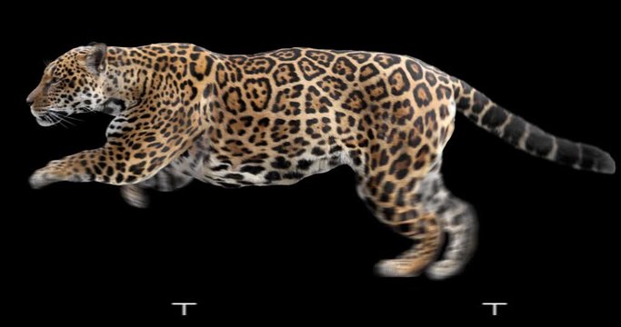 Jaguar running realistic animation. Isolated animal video including alpha channel allows to add background in post-production. Element for visual effects.