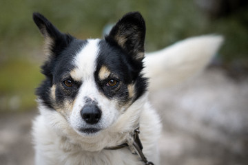 Portrait of a dog on a chain outdoor