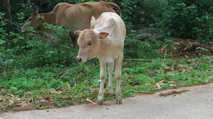 Cows in the summer grass are small and thin.	