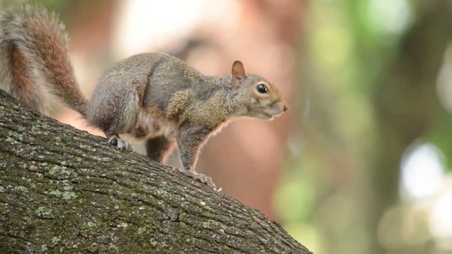 Gray Squirrel Scratching Itself, Standing On A Tree And Then Running Away