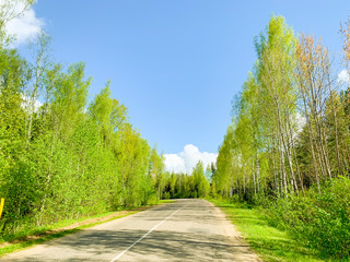 Fototapeta na wymiar Road between trees with green leaves on sunny day.