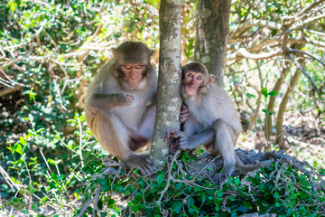 Naklejka premium A little monkey with big eyes and facial hair with parent in zoo