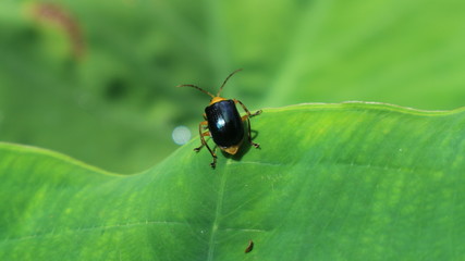 ladybug on leaf