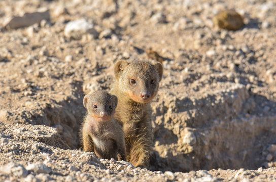 5 Best Baby Mongoose Images Stock Photos Vectors Adobe Stock