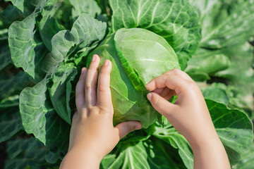 Top view of hands of child holding white cabbage in the garden. Harvesting cabbage.