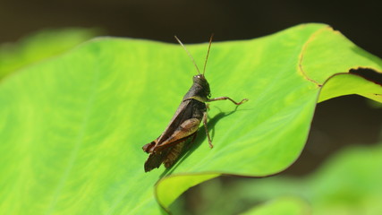 green grasshopper on a leaf