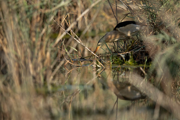 Little Bittern fishing at Asker marsh, Bahrain